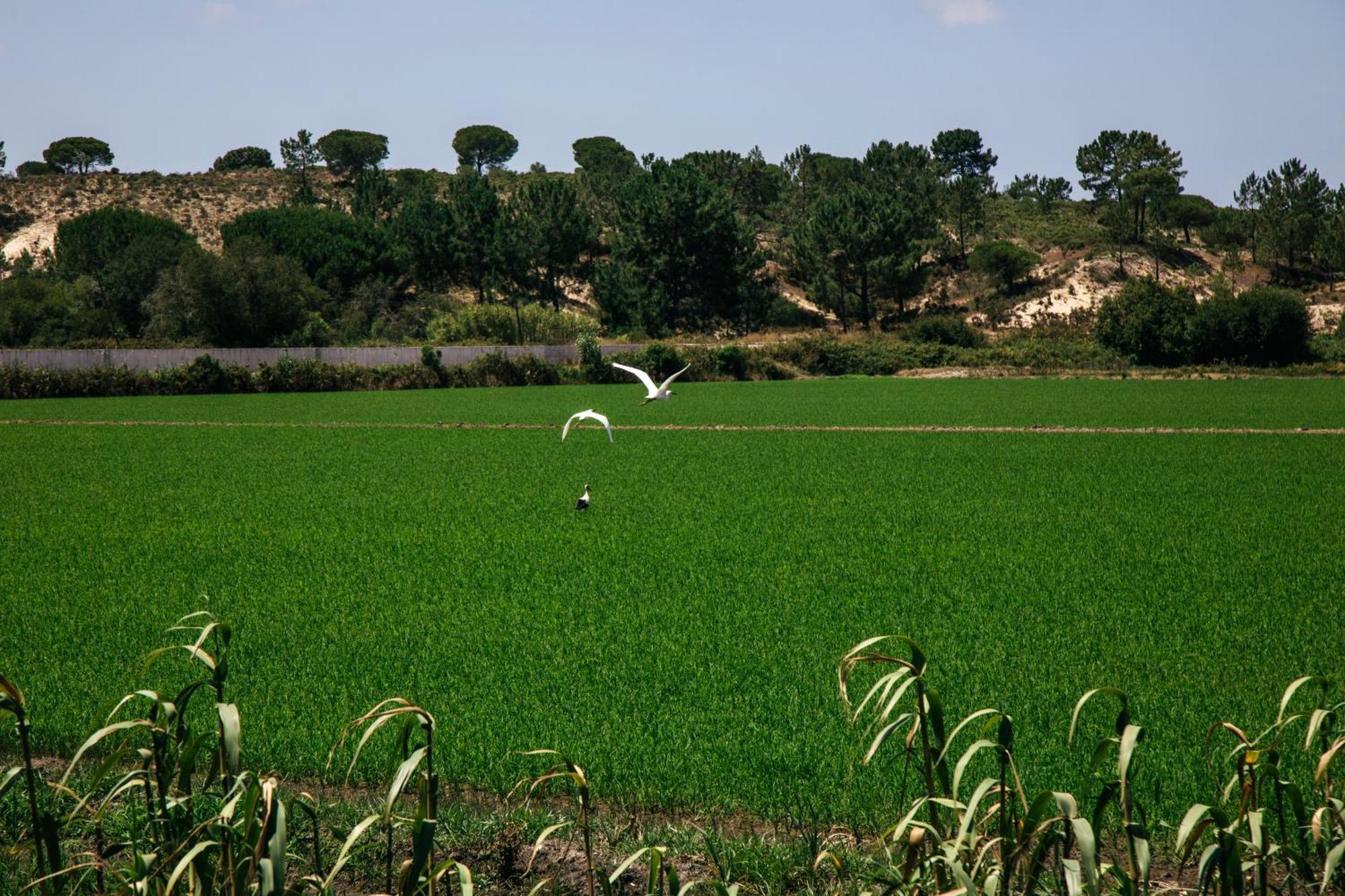Herdade De Montalvo - Comporta Luaran gambar
